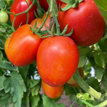 F1 Hybrid Tomato - BG 1056
