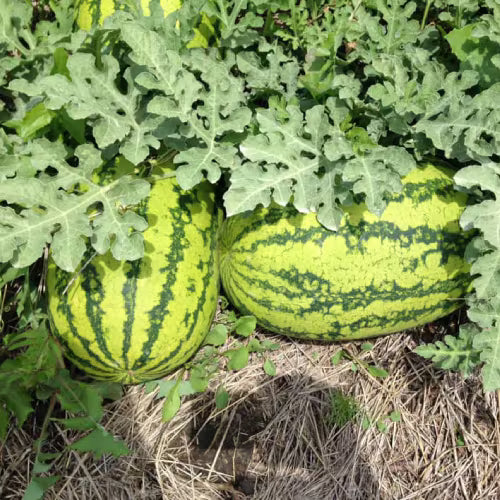 WaterMelon - BG 295