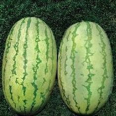 WaterMelon - BG 295
