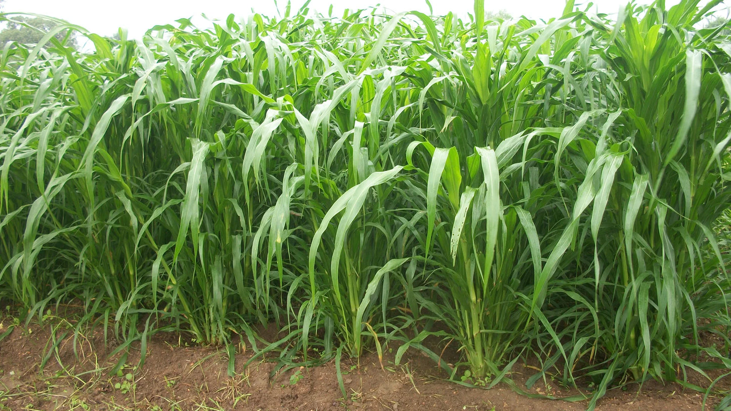 Bajra BG 201