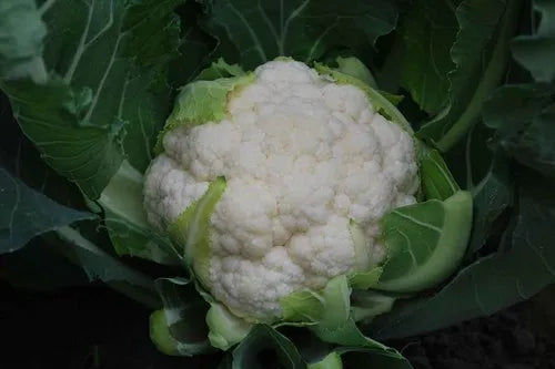 Cauliflower - Miracle (TC-821)