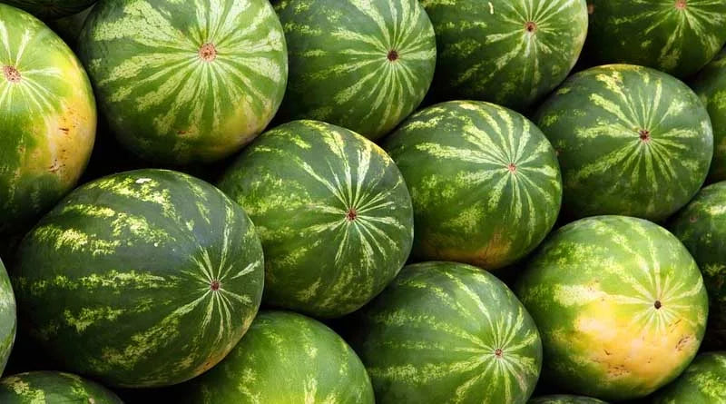 Watermelon Hybrid F1 - Sewa
