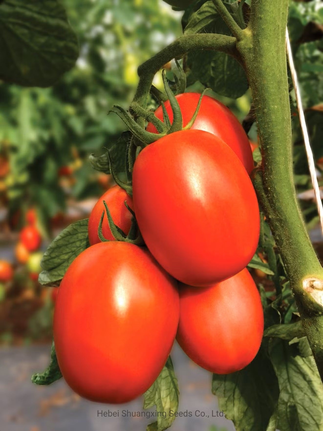 Hybrid Oval Tomato - Yograj