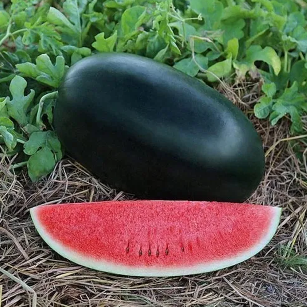 Watermelon - F1 Melody (BG 840)