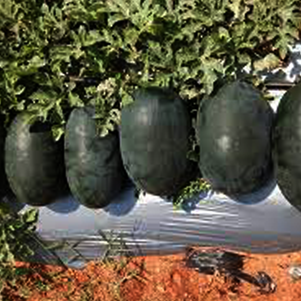 Watermelon - F1 Melody (BG 840)