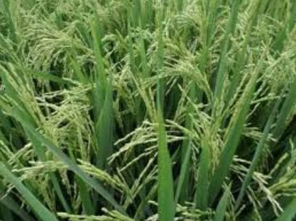 Paddy Seed 1692 Basmati Rice 3Kg