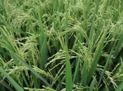 Paddy Seed 1692 Basmati Rice 3Kg