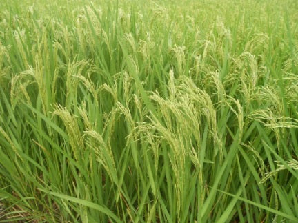 Paddy Seed 1692 Basmati Rice 3Kg