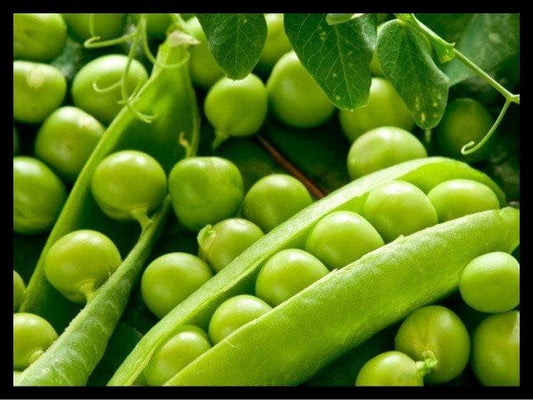 Pea BG-10