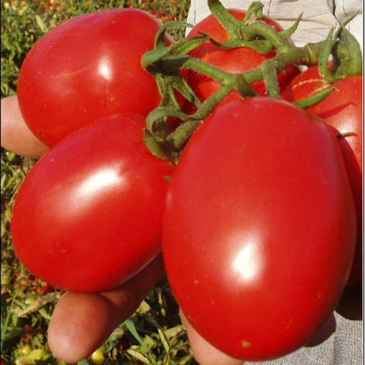 F1 Hybrid Tomato - BG 1056