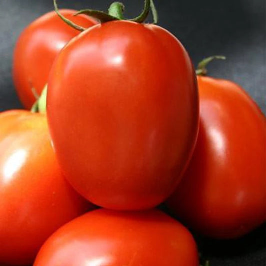 F1 Hybrid Tomato - BG 1056