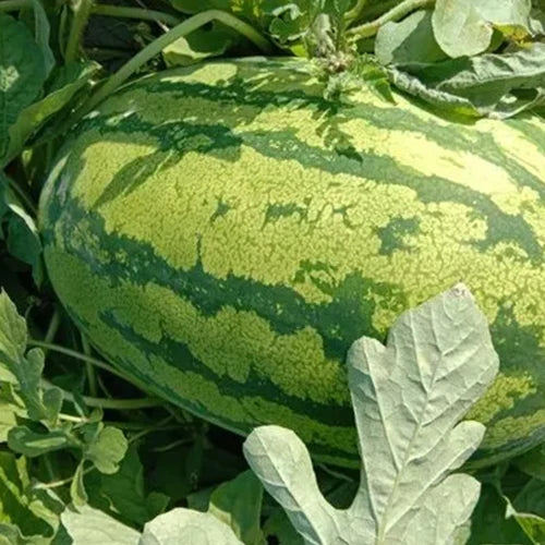 WaterMelon - BG 295