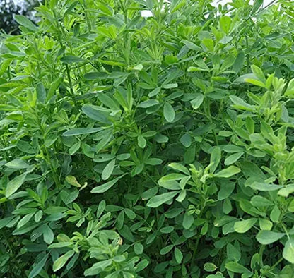 Berseem Grass Seeds for Cow, King of Fodder Grass Seed