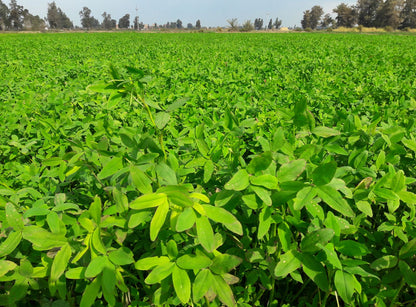 Berseem Grass Seeds for Cow, King of Fodder Grass Seed