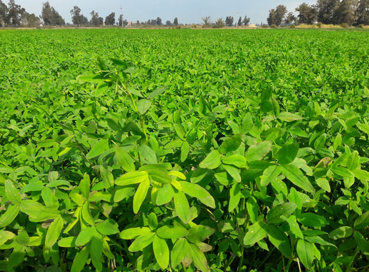 Berseem Grass Seeds for Cow, King of Fodder Grass Seed