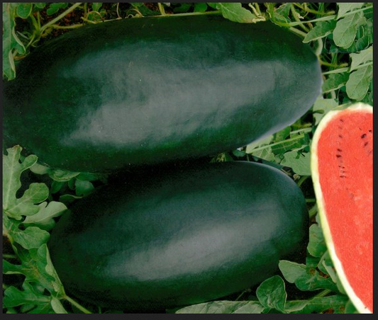 Watermelon Hybrid - Ice Box 20