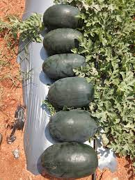 Watermelon Hybrid - Ice Box 20