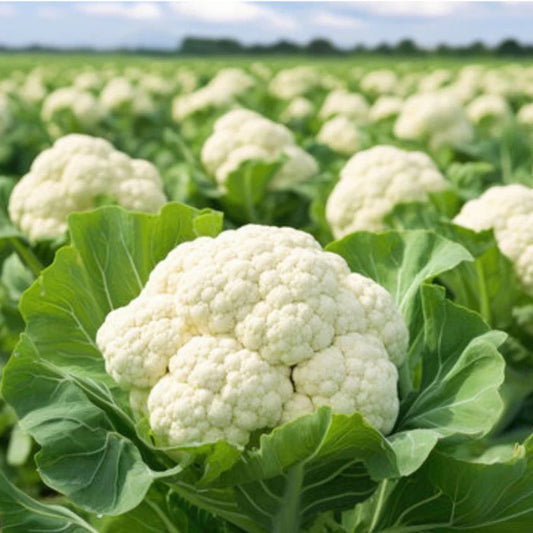 Cauliflower - Miracle (TC-821)