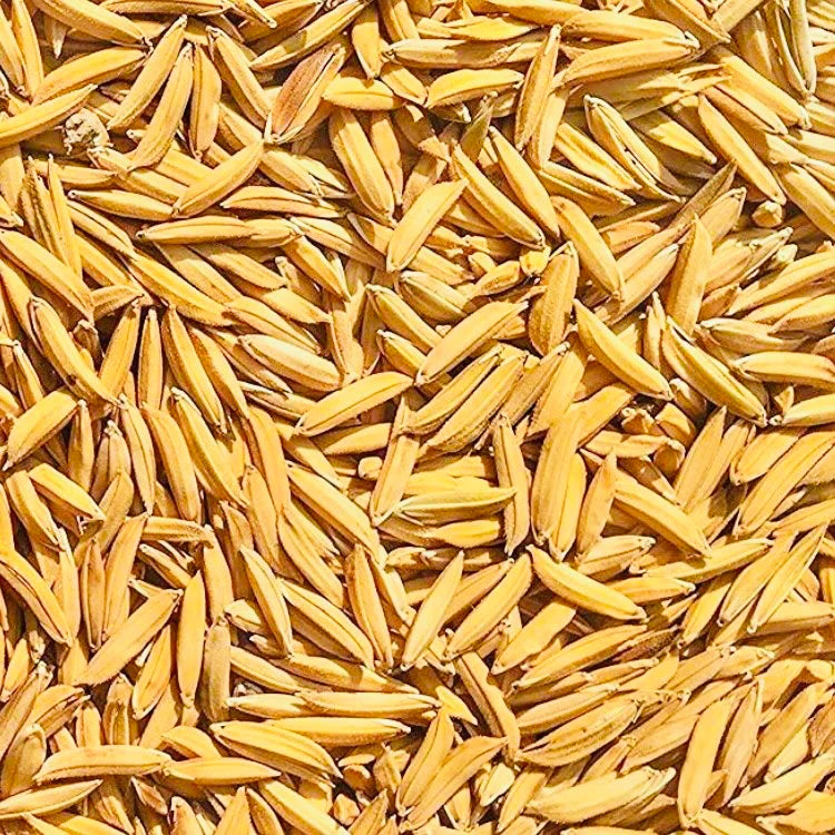 Paddy Seed 1509 Basmati Rice 3Kg