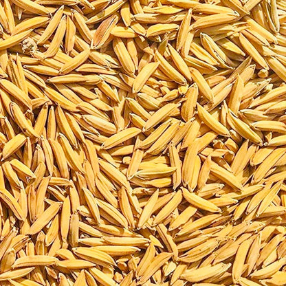 Paddy Seed 1509 Basmati Rice 3Kg
