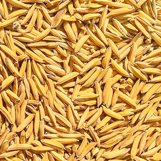 Paddy Seed 1509 Basmati Rice 3Kg
