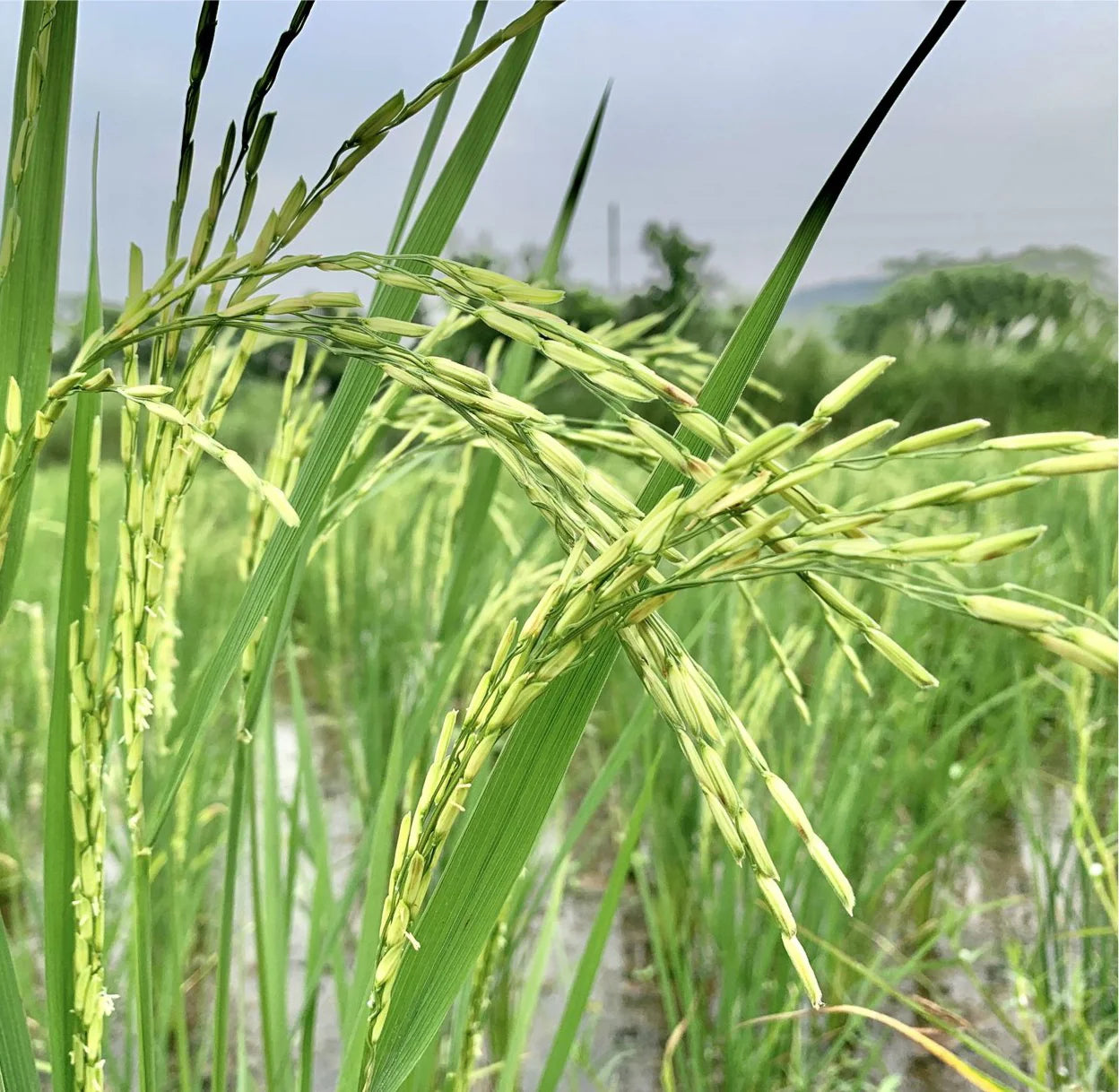 Paddy Seed 1509 Basmati Rice 3Kg