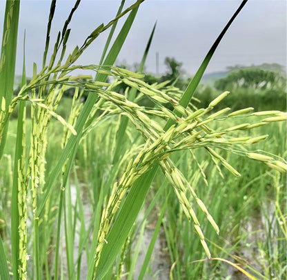 Paddy Seed 1509 Basmati Rice 3Kg