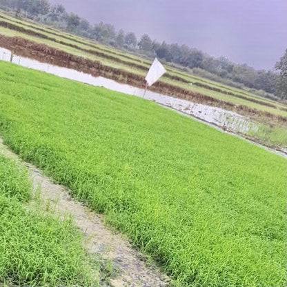 Paddy Seed 1509 Basmati Rice 3Kg