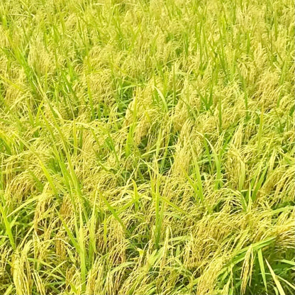 Paddy Seed 1509 Basmati Rice 3Kg