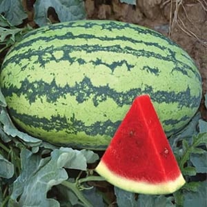 Watermelon Hybrid F1 - Sewa