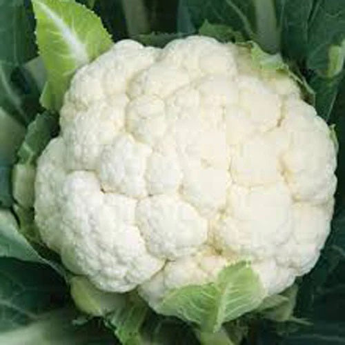 Cauliflower - Shining Star