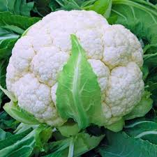 Cauliflower - Shining Star