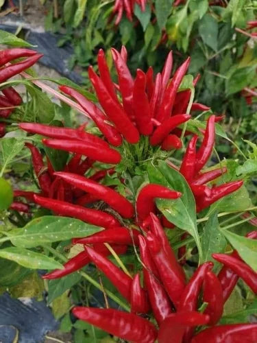 Teja Chilli