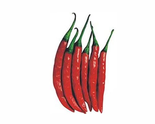 Teja Chilli