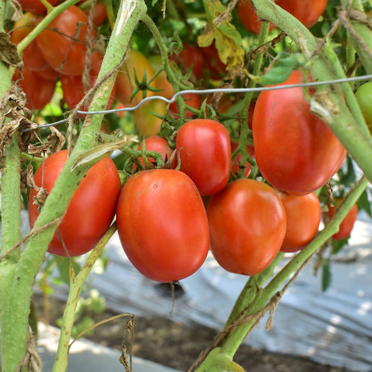 Hybrid Oval Tomato - Yograj