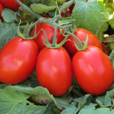 Hybrid Oval Tomato - Yograj