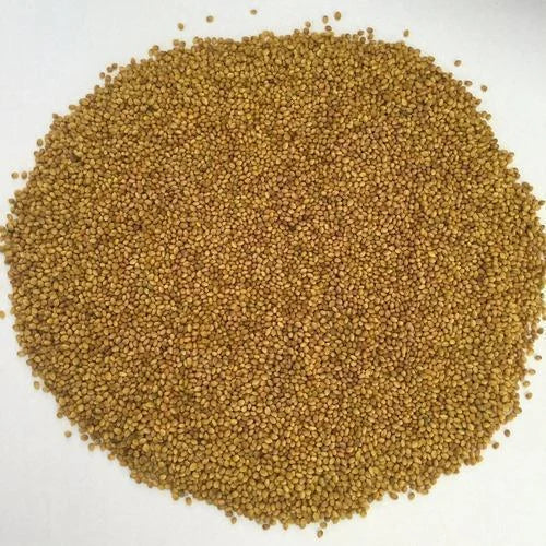 Berseem Grass Seeds for Cow, King of Fodder Grass Seed