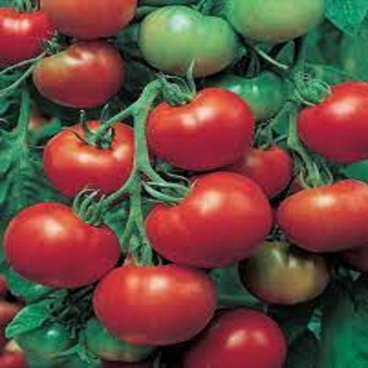 Desi Raja Tomato - F1 Hybrid