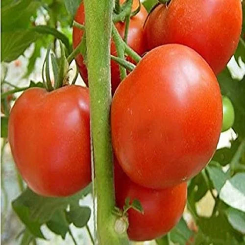 Desi Raja Tomato - F1 Hybrid