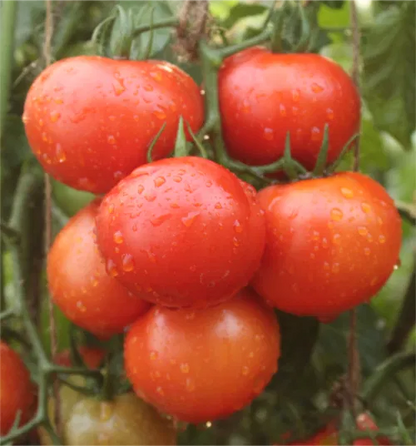 Desi Raja Tomato - F1 Hybrid