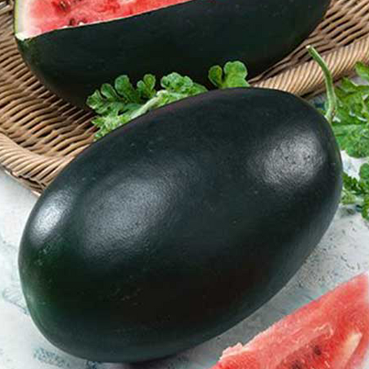 Watermelon - F1 Melody (BG 840)