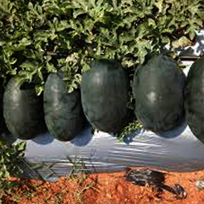 Watermelon - F1 Melody (BG 840)