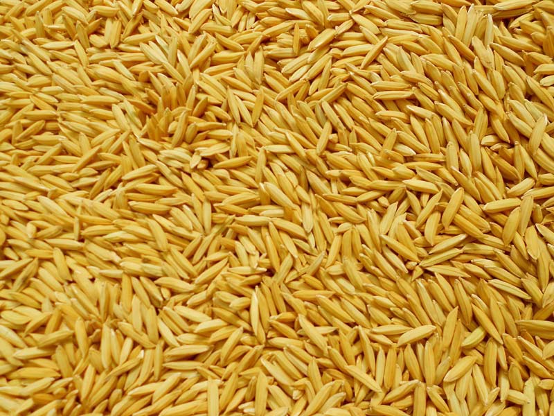 Paddy Seed 1121 Basmati Rice 3Kg