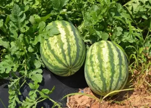Watermelon Hybrid F1 - Sewa